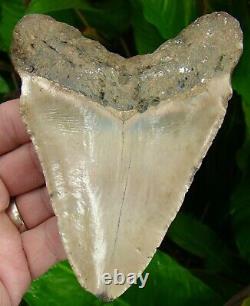 MEGALODON SHARK TOOTH ALMOST 5 in. REAL FOSSIL NO RESTORATIONS