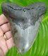 Megalodon Shark Tooth Almost 5 In. Real Fossil No Resto