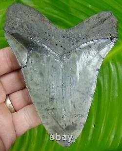 MEGALODON SHARK TOOTH ALMOST 5 in. REAL FOSSIL NO RESTO