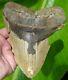 Megalodon Shark Tooth Almost 6 In. Real Fossil No Restorations