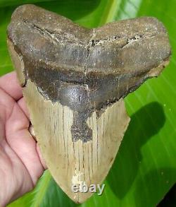 MEGALODON SHARK TOOTH ALMOST 6 in. REAL FOSSIL NO RESTORATIONS