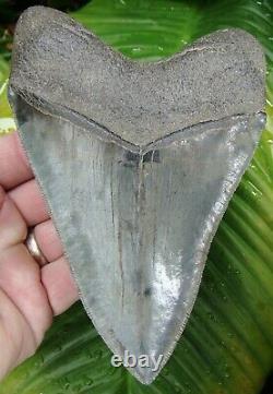 MEGALODON SHARK TOOTH ALMOST 6 in. SUPER SERRATED REAL FOSSIL