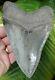 Megalodon Shark Tooth Almost 6 In. Super Serrated Real Fossil
