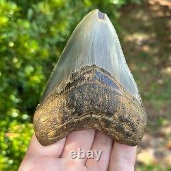 MEGALODON SHARK TOOTH AUTHENTIC FOSSIL 4.09 x 3.11