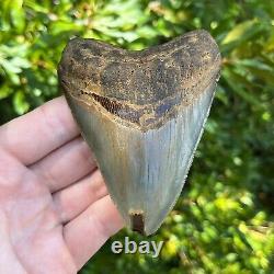 MEGALODON SHARK TOOTH AUTHENTIC FOSSIL 4.09 x 3.11