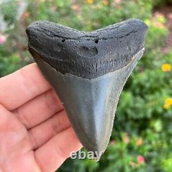 MEGALODON SHARK TOOTH AUTHENTIC FOSSIL 4.0 x 3.31