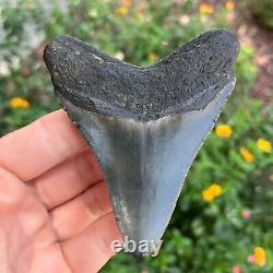 MEGALODON SHARK TOOTH AUTHENTIC FOSSIL 4.0 x 3.31