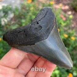 MEGALODON SHARK TOOTH AUTHENTIC FOSSIL 4.0 x 3.31