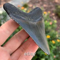 MEGALODON SHARK TOOTH AUTHENTIC FOSSIL 4.0 x 3.31