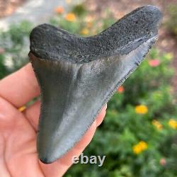 MEGALODON SHARK TOOTH AUTHENTIC FOSSIL 4.0 x 3.31