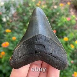 MEGALODON SHARK TOOTH AUTHENTIC FOSSIL 4.0 x 3.31