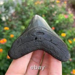 MEGALODON SHARK TOOTH AUTHENTIC FOSSIL 4.0 x 3.31