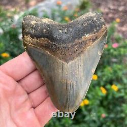 MEGALODON SHARK TOOTH AUTHENTIC FOSSIL 4.53 x 3.56