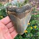 Megalodon Shark Tooth Authentic Fossil 4.53 X 3.56