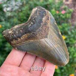 MEGALODON SHARK TOOTH AUTHENTIC FOSSIL 4.53 x 3.56