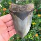 Megalodon Shark Tooth Authentic Fossil 4.69 X 3.26
