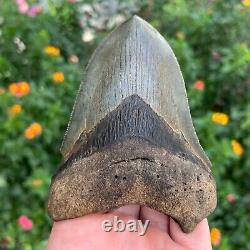 MEGALODON SHARK TOOTH AUTHENTIC FOSSIL 4.69 x 3.26