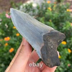 MEGALODON SHARK TOOTH AUTHENTIC FOSSIL 4.69 x 3.26
