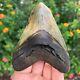 Megalodon Shark Tooth Authentic Fossil 4.80 X 3.48