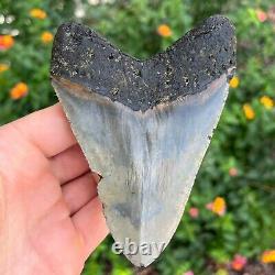 MEGALODON SHARK TOOTH AUTHENTIC FOSSIL 4.80 x 3.48