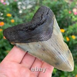 MEGALODON SHARK TOOTH AUTHENTIC FOSSIL 4.80 x 3.48