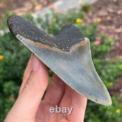 MEGALODON SHARK TOOTH AUTHENTIC FOSSIL 4.80 x 3.61