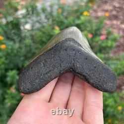 MEGALODON SHARK TOOTH AUTHENTIC FOSSIL 4.80 x 3.61