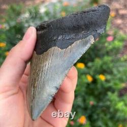 MEGALODON SHARK TOOTH AUTHENTIC FOSSIL 5.15 x 3.71