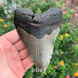 MEGALODON SHARK TOOTH AUTHENTIC FOSSIL 5.15 x 3.71