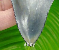 MEGALODON SHARK TOOTH BONE VALLEY XL OVER 4 & 1/8 in. SERRATED REAL FOSSIL