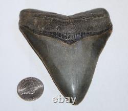 MEGALODON SHARK TOOTH FOSSIL Natural NO Repair 4.09 HUGE COMMERCAIL GRADE