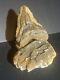 Megalodon Shark Tooth Fossil Natural No Repair 4.92 Huge Beautiful Tooth #0004