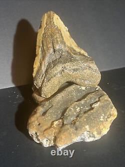 MEGALODON SHARK TOOTH FOSSIL Natural NO Repair 4.92 HUGE BEAUTIFUL TOOTH #0004