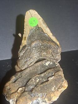 MEGALODON SHARK TOOTH FOSSIL Natural NO Repair 4.92 HUGE BEAUTIFUL TOOTH #0004