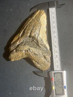 MEGALODON SHARK TOOTH FOSSIL Natural NO Repair 4.92 HUGE BEAUTIFUL TOOTH #0004