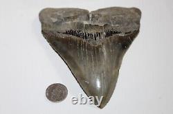 MEGALODON SHARK TOOTH FOSSIL Natural NO Repair 5.56 HUGE COMMERCIAL GRADE