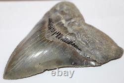 MEGALODON SHARK TOOTH FOSSIL Natural NO Repair 5.56 HUGE COMMERCIAL GRADE