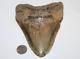 Megalodon Shark Tooth Fossil Natural No Repair 5.91 Huge Beautiful Tooth