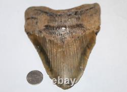MEGALODON SHARK TOOTH FOSSIL Natural NO Repair 5.91 HUGE BEAUTIFUL TOOTH