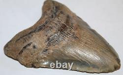 MEGALODON SHARK TOOTH FOSSIL Natural NO Repair 5.91 HUGE BEAUTIFUL TOOTH