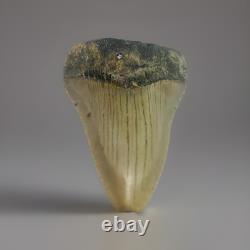 MEGALODON SHARK TOOTH Fossil 4.1 Found Scuba Diving Coastal N. C