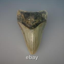 MEGALODON SHARK TOOTH Fossil 4.1 Found Scuba Diving Coastal N. C