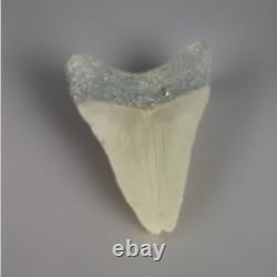 MEGALODON SHARK TOOTH Fossil 4.1 Found Scuba Diving Coastal N. C