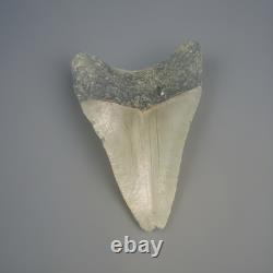 MEGALODON SHARK TOOTH Fossil 4.1 Found Scuba Diving Coastal N. C