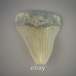 MEGALODON SHARK TOOTH Fossil 4.1 Found Scuba Diving Coastal N. C