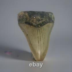 MEGALODON SHARK TOOTH Fossil 4.1 Found Scuba Diving Coastal N. C