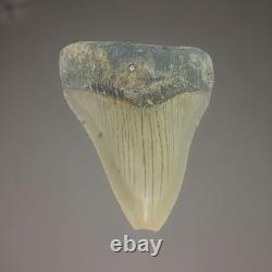 MEGALODON SHARK TOOTH Fossil 4.1 Found Scuba Diving Coastal N. C