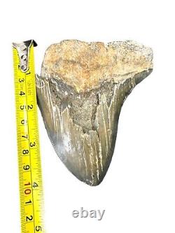 MEGALODON SHARK TOOTH Fossil Calvert Cliffs 4.5 Chesapeake Bay Beach Find Huge