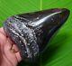 Megalodon Shark Tooth Huge 5 & 1/2 In. Real Fossil With Free Stand