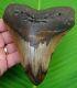 Megalodon Shark Tooth Huge 5 & 5/16 With Stand & Id Real Fossil Megladone